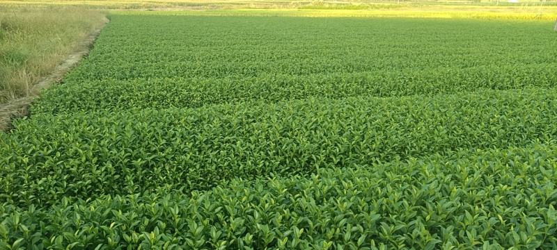 精品茶树苗金牡丹茶苗诚信经营品质保证欢迎电话联系