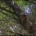 野生桑黄