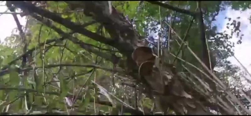 野生桑黄