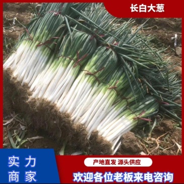 精品长白大葱货源充足河北基地直供质量保证全国发货