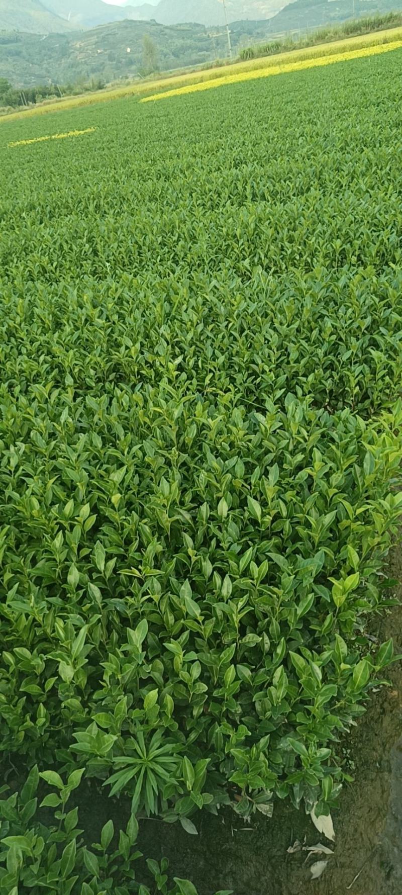精品茶树苗福安白茶苗九龙大白茶苗种类齐全成活率高