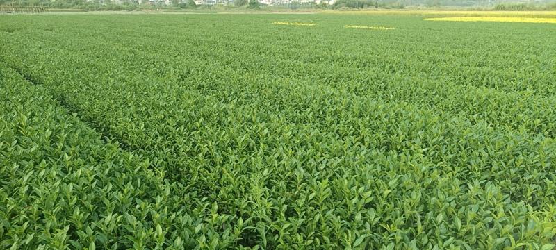 精品茶树苗福安白茶苗九龙大白茶苗种类齐全成活率高