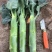 脆肉芥兰种子白花粗杆吃杆农家庭院盆栽大肉粗杆芥蓝蔬菜