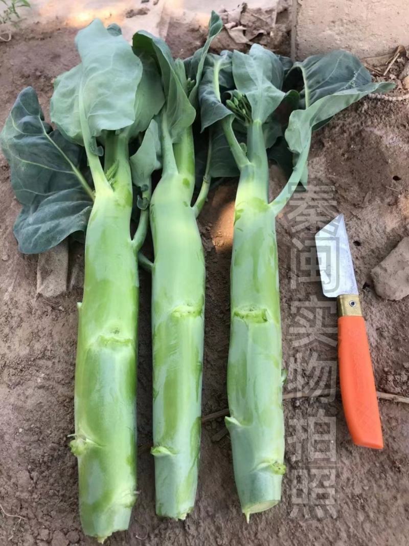 脆肉芥兰种子白花粗杆吃杆农家庭院盆栽大肉粗杆芥蓝蔬菜