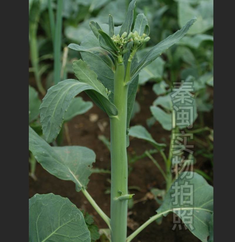 脆肉芥兰种子白花粗杆吃杆农家庭院盆栽大肉粗杆芥蓝蔬菜