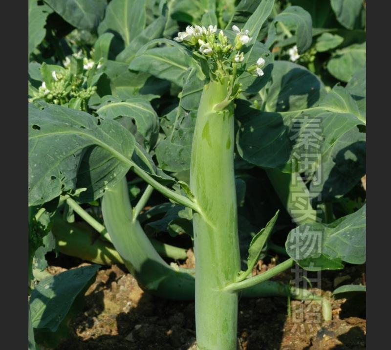 脆肉芥兰种子白花粗杆吃杆农家庭院盆栽大肉粗杆芥蓝蔬菜