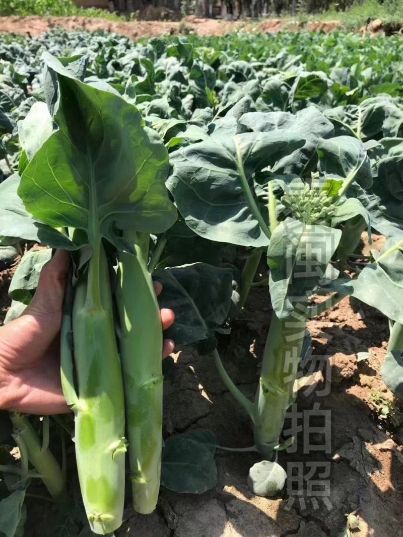 脆肉芥兰种子白花粗杆吃杆农家庭院盆栽大肉粗杆芥蓝蔬菜