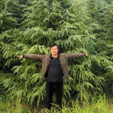 雪松高度5米-7.5米冠幅3.5米以上现挖现发