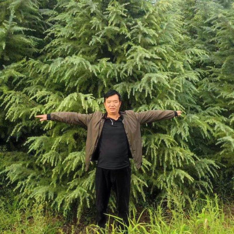 雪松高度5米-7.5米冠幅3.5米以上现挖现发