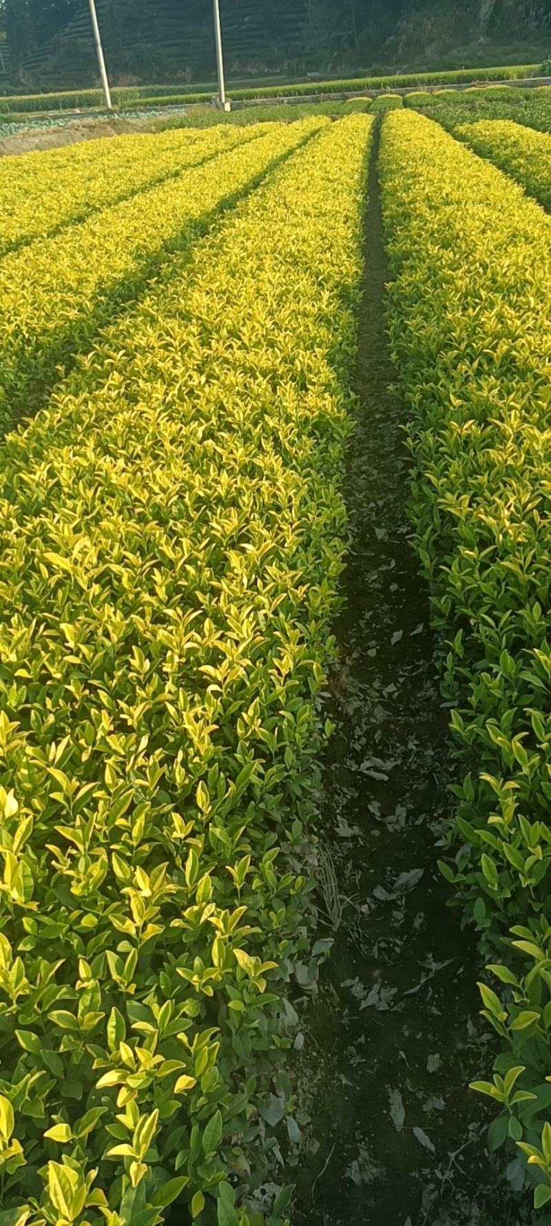 精品茶树苗越黄茶苗政和大茶苗种类齐全欢迎选购
