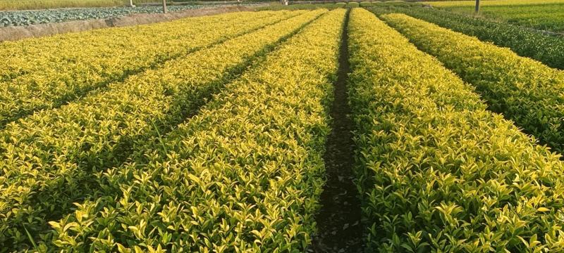 精品茶树苗越黄茶苗政和大茶苗种类齐全欢迎选购