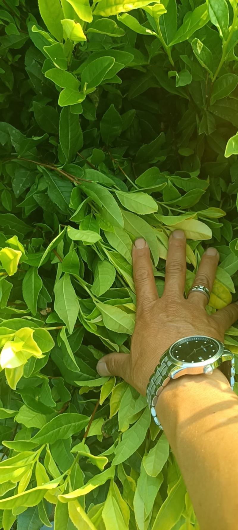精品茶树苗越黄茶苗政和大茶苗种类齐全欢迎选购