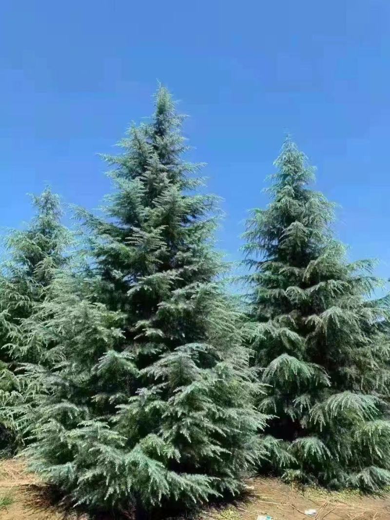 雪松高度5米-7.5米冠幅3.5米以上现挖现发