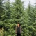 雪松高度5米-7.5米冠幅3.5米以上现挖现发