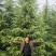 雪松高度5米-7.5米冠幅3.5米以上现挖现发