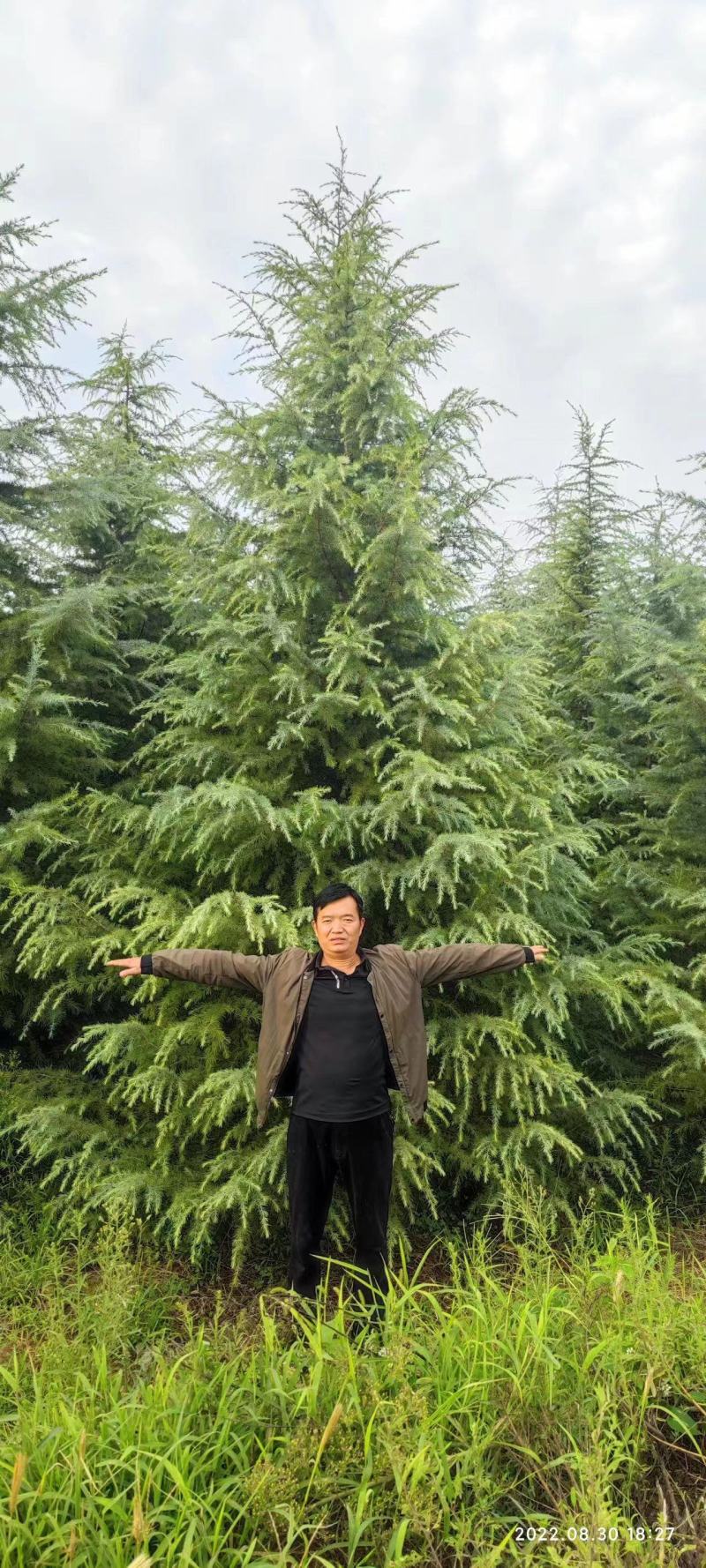 雪松高度5米-7.5米冠幅3.5米以上现挖现发