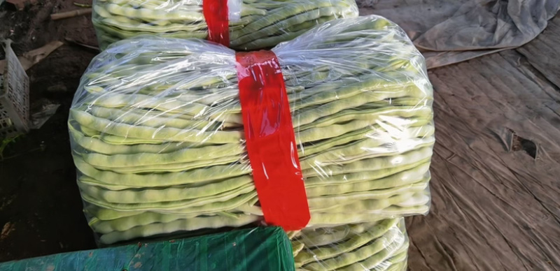 新民市白不老架豆王大量上市。欢迎老板前来合作。