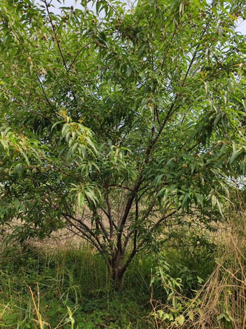 山桃树高度3米-5米冠幅3米-4米现货出售