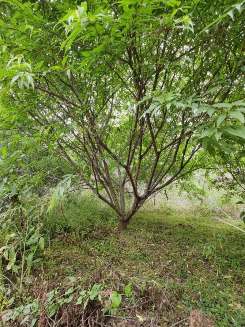 山桃树高度3米-5米冠幅3米-4米现货出售
