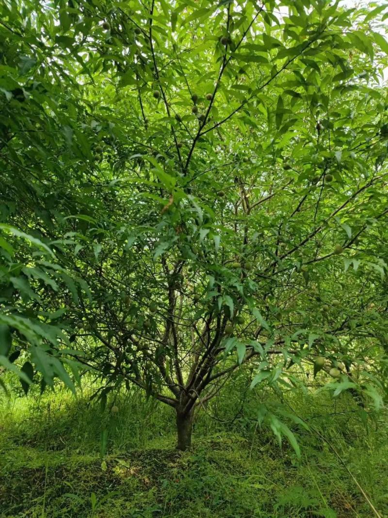山桃树高度3米-5米冠幅3米-4米现货出售