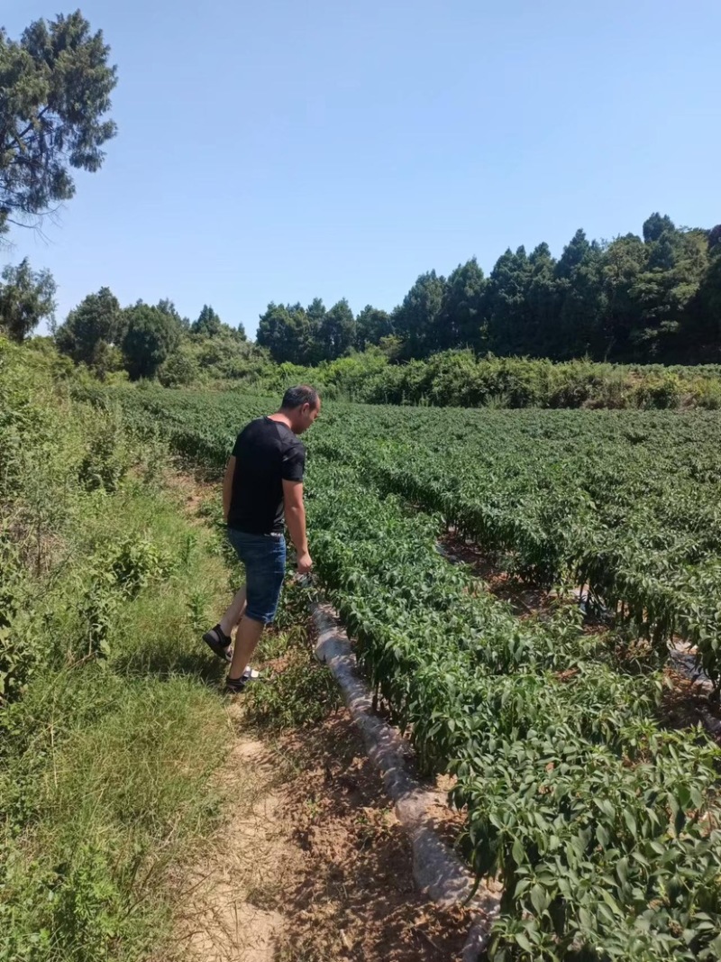 二荆条自己种植，对接商超市场，一手货源，量大从优