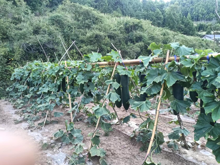 山东莘县张鲁回族镇冬瓜种植基地,成片的黑皮冬瓜整齐排列 莘县黑皮冬瓜种植基地