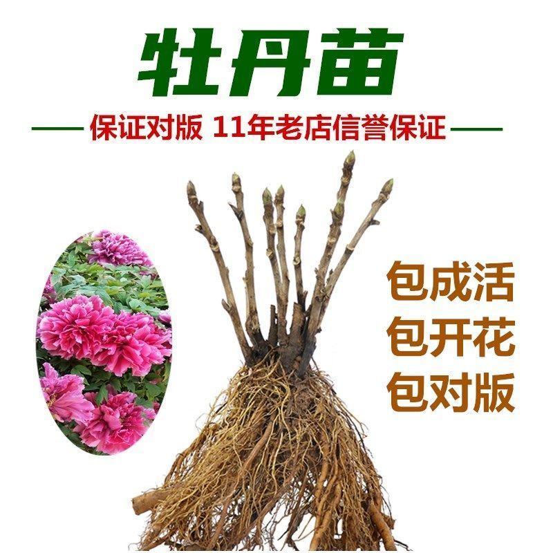 【推荐】芍药之乡山东菏泽牡丹区芍药一手货源价格优惠