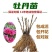 【荐】山东菏泽牡丹区芍药苗赤芍苗抗寒高产产地直