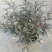 紫叶马蓝盆栽花镜植物庭院阳台耐寒热绿化吸甲醛青马兰