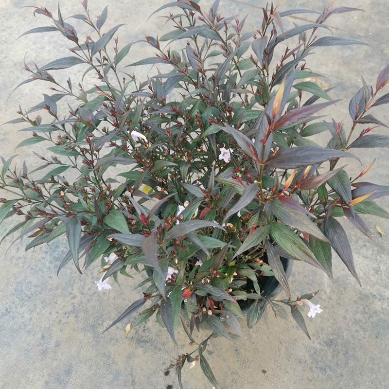 紫叶马蓝盆栽花镜植物庭院阳台耐寒热绿化吸甲醛青马兰