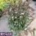 紫叶马蓝盆栽花镜植物庭院阳台耐寒热绿化吸甲醛青马兰