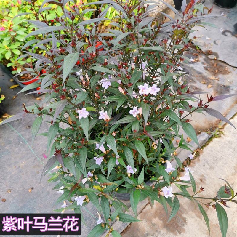 紫叶马蓝盆栽花镜植物庭院阳台耐寒热绿化吸甲醛青马兰