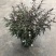 紫叶马蓝盆栽花镜植物庭院阳台耐寒热绿化吸甲醛青马兰