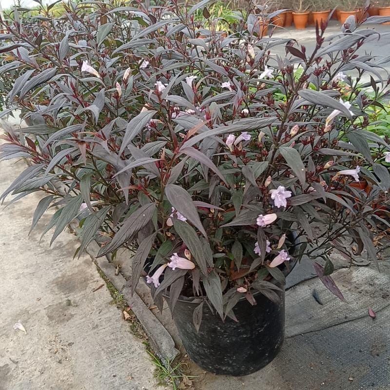 紫叶马蓝盆栽花镜植物庭院阳台耐寒热绿化吸甲醛青马兰