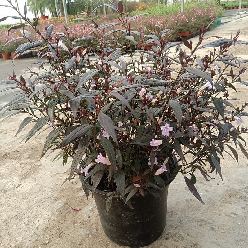 紫叶马蓝盆栽花镜植物庭院阳台耐寒热绿化吸甲醛青马兰