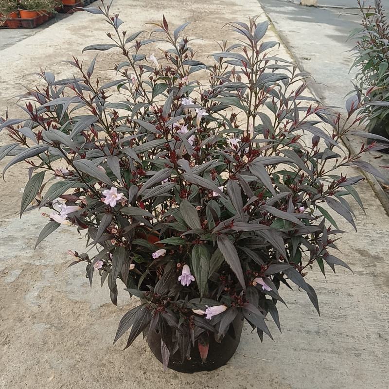 紫叶马蓝盆栽花镜植物庭院阳台耐寒热绿化吸甲醛青马兰