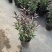 紫叶马蓝盆栽花镜植物庭院阳台耐寒热绿化吸甲醛青马兰