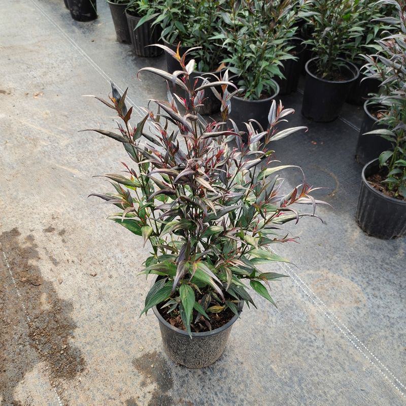 紫叶马蓝盆栽花镜植物庭院阳台耐寒热绿化吸甲醛青马兰