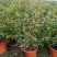 紫叶马蓝盆栽花镜植物庭院阳台耐寒热绿化吸甲醛青马兰