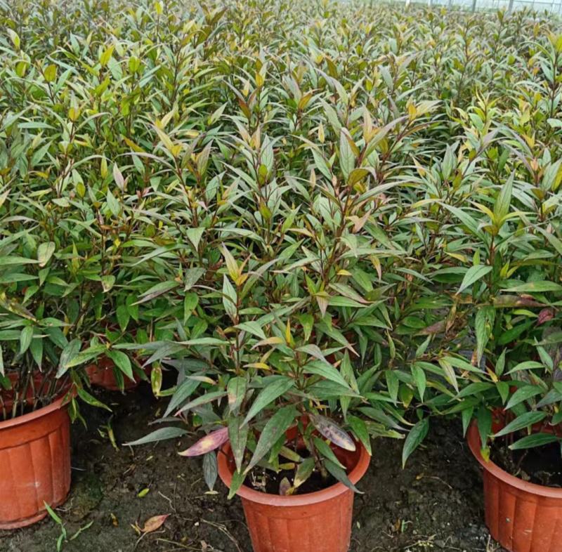 紫叶马蓝盆栽花镜植物庭院阳台耐寒热绿化吸甲醛青马兰