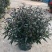 紫叶马蓝盆栽花镜植物庭院阳台耐寒热绿化吸甲醛青马兰