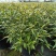 紫叶马蓝盆栽花镜植物庭院阳台耐寒热绿化吸甲醛青马兰