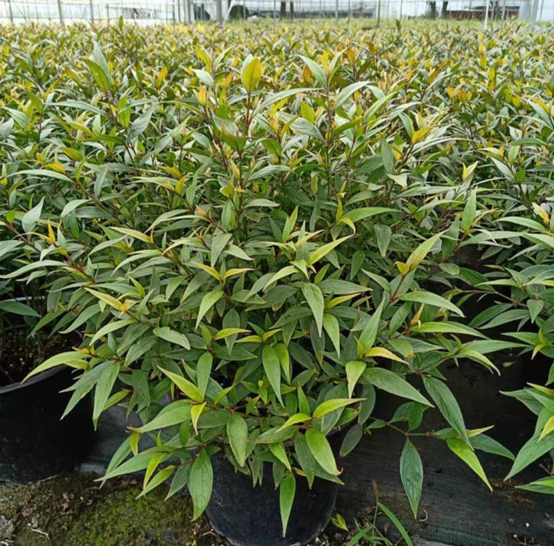 紫叶马蓝盆栽花镜植物庭院阳台耐寒热绿化吸甲醛青马兰