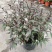 紫叶马蓝盆栽花镜植物庭院阳台耐寒热绿化吸甲醛青马兰