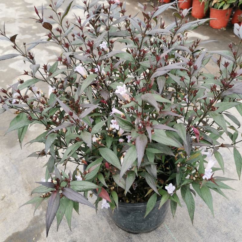 紫叶马蓝盆栽花镜植物庭院阳台耐寒热绿化吸甲醛青马兰