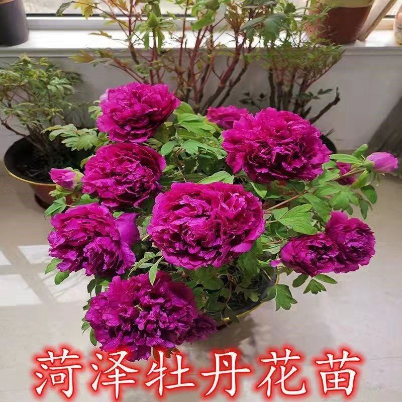 【荐】牡丹紫斑牡丹大量供应产地直供包回收技术指导