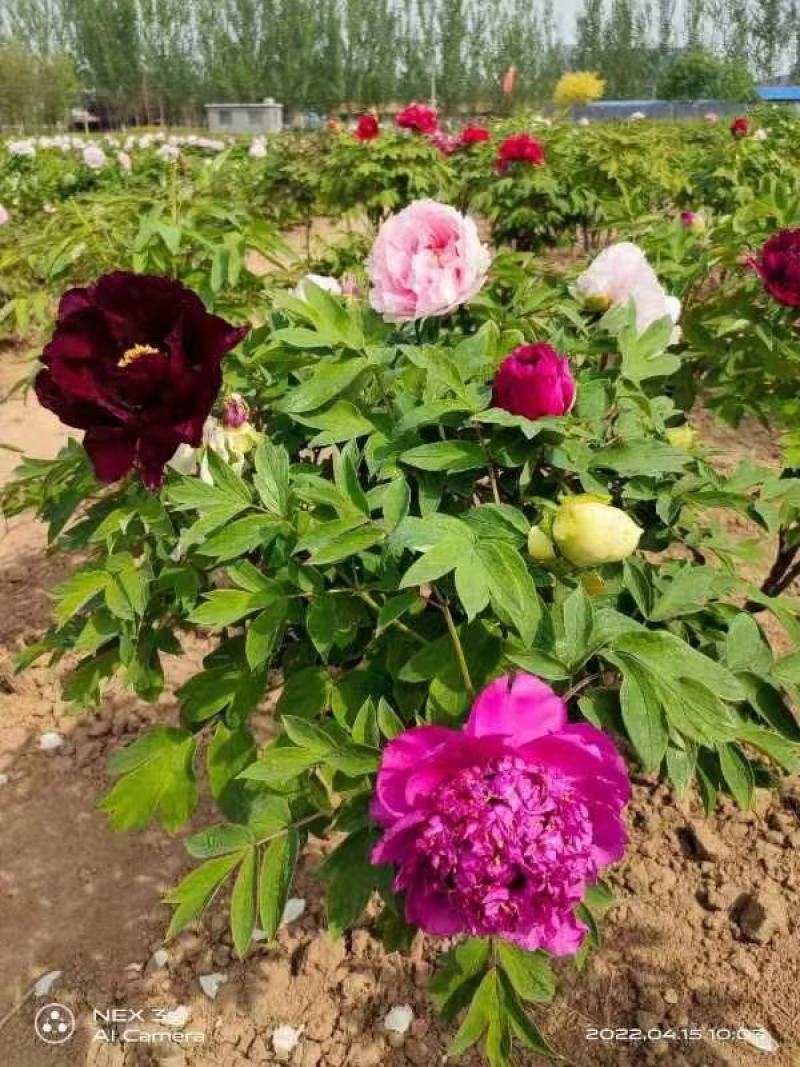 【荐】牡丹紫斑牡丹大量供应产地直供包回收技术指导