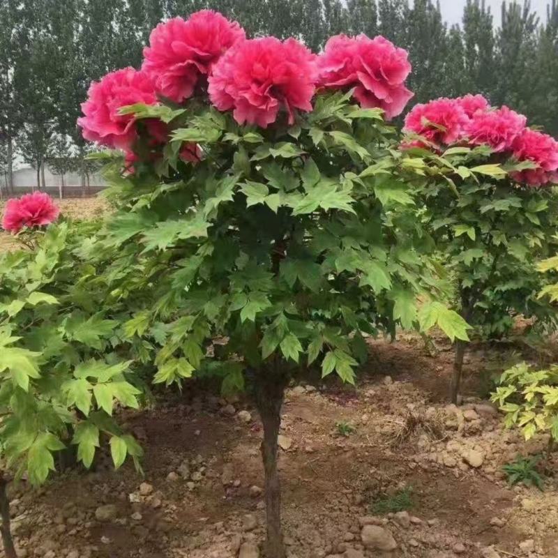 【荐】牡丹紫斑牡丹大量供应产地直供包回收技术指导