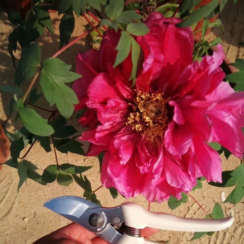 【荐】牡丹紫斑牡丹大量供应产地直供包回收技术指导