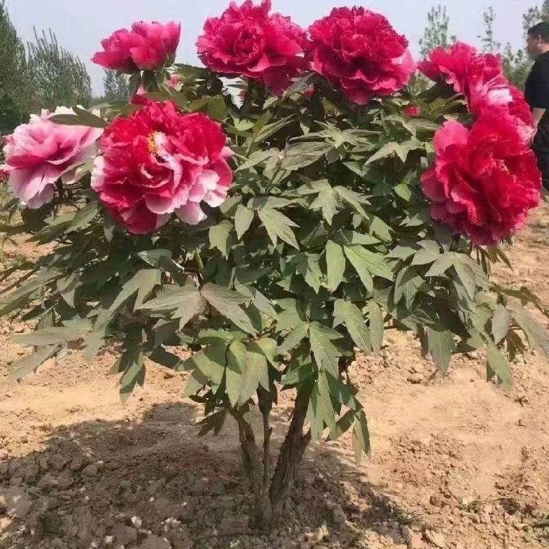 【荐】牡丹紫斑牡丹大量供应产地直供包回收技术指导